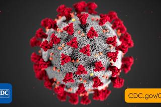 The Centers for Disease Control illustration of the coronavirus.